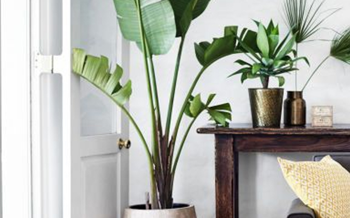 LIGHT UP YOUR LIFE WITH INDOOR PLANTS
