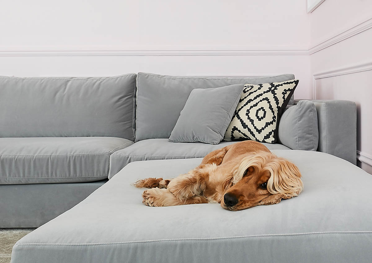 Dog lying on a grey velvet sofa