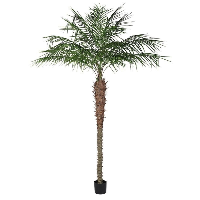 a tall palm plant