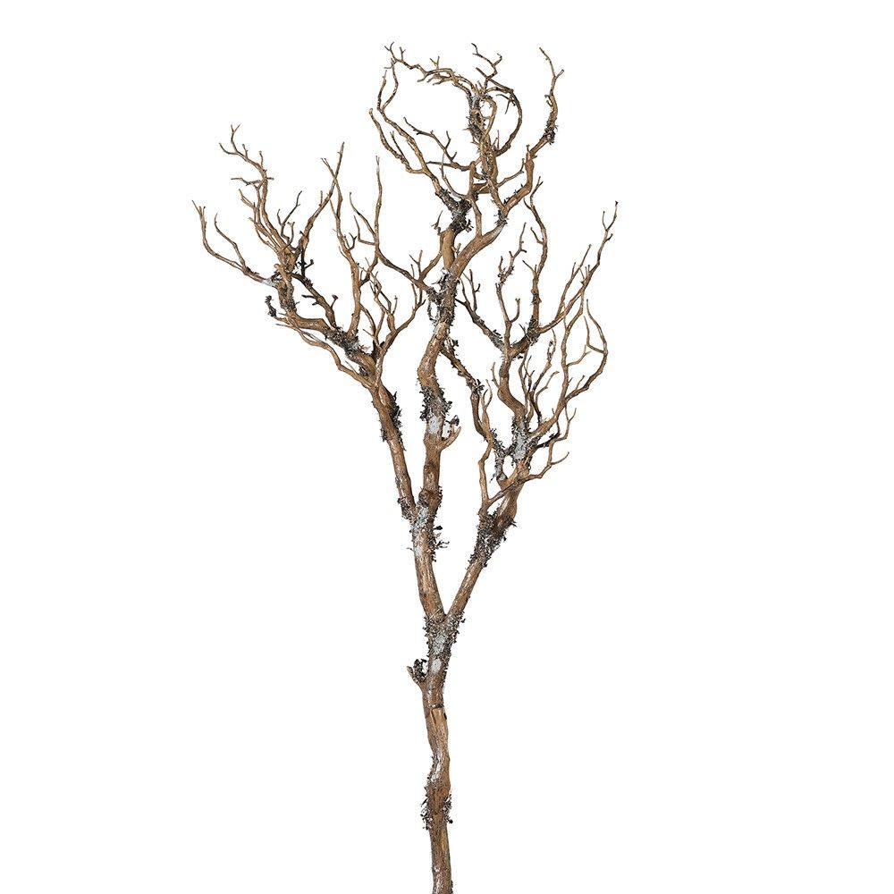Cypress Branch