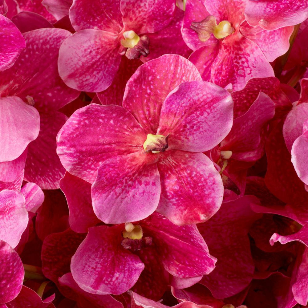 Real Touch Bouquet of Vanda Orchids - 24 pcs - Pink