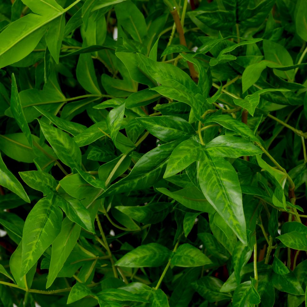 Bundle of Tender Leaves - 36 pcs - Green