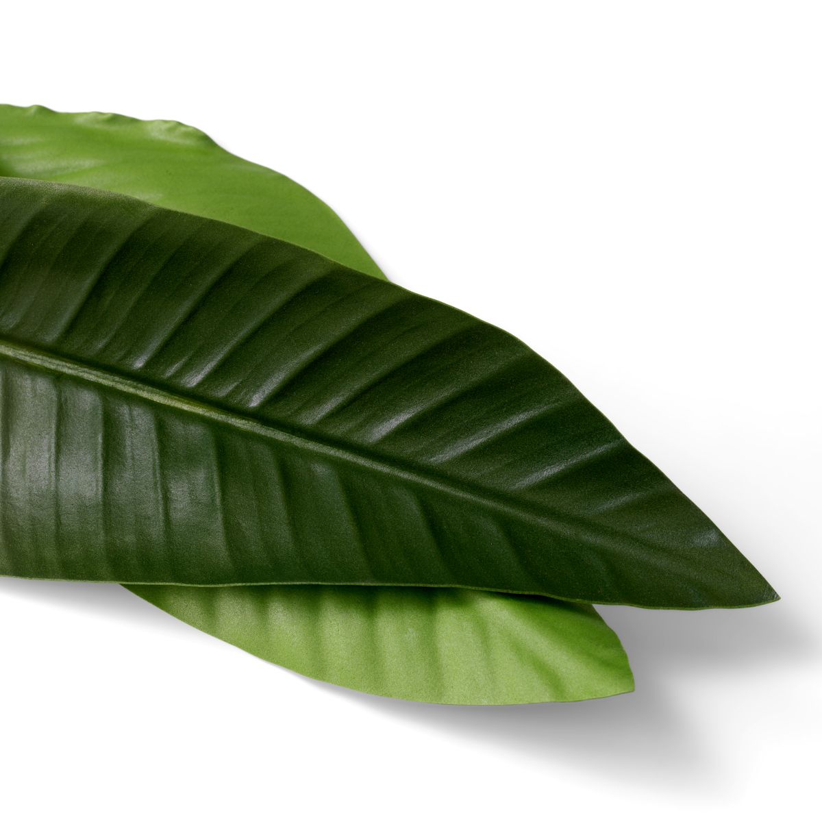 Bundle of Strelitzia Leaves - 36 pcs - Green