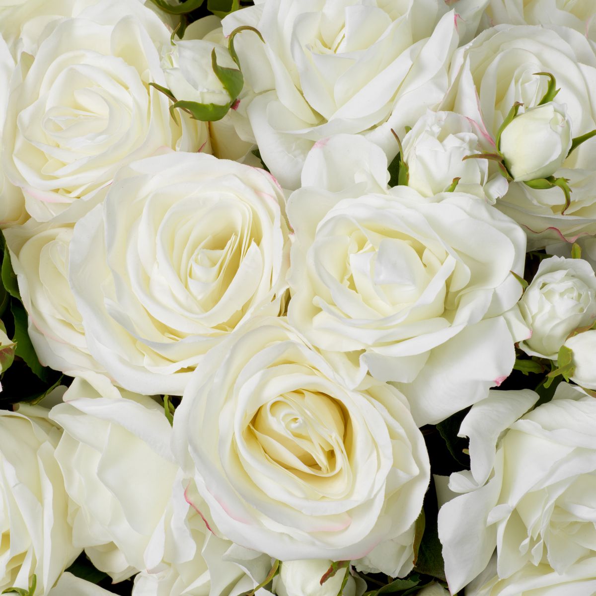 Exude elegance with this refined Bouquet of Two-Tone White Garden Roses - 72 pieces.