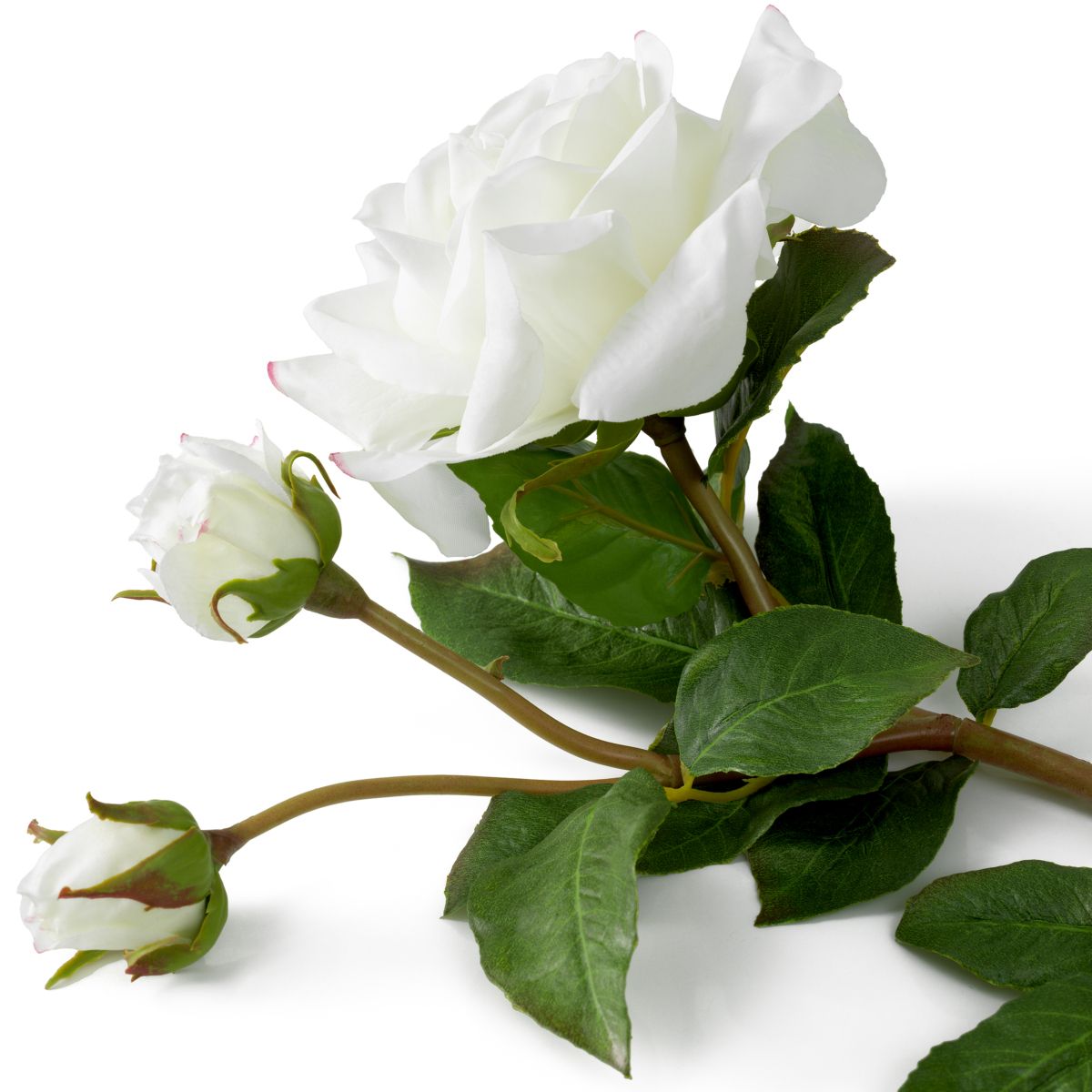 Exude elegance with this refined Bouquet of Two-Tone White Garden Roses - 72 pieces.