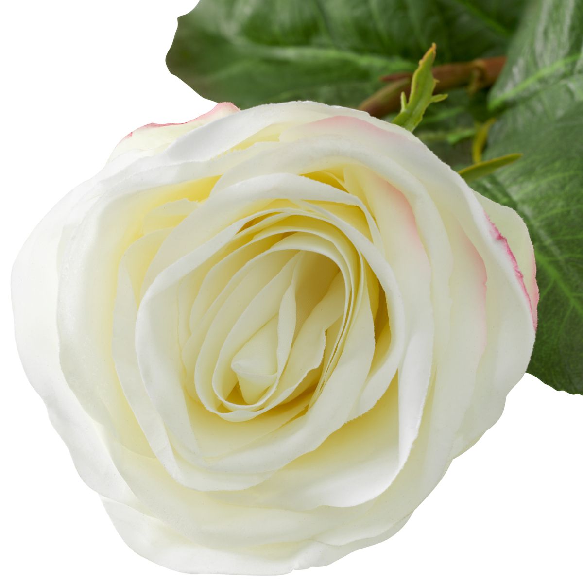 Exude elegance with this refined Bouquet of Two-Tone White Garden Roses - 72 pieces.