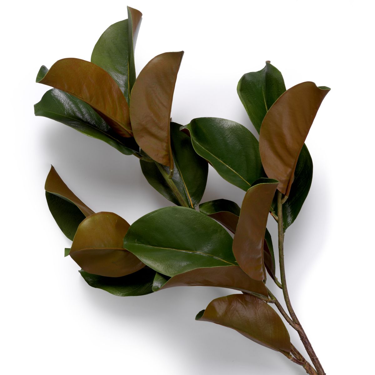Bundle of Magnolia Leaves - 24 pcs - Green & Brown