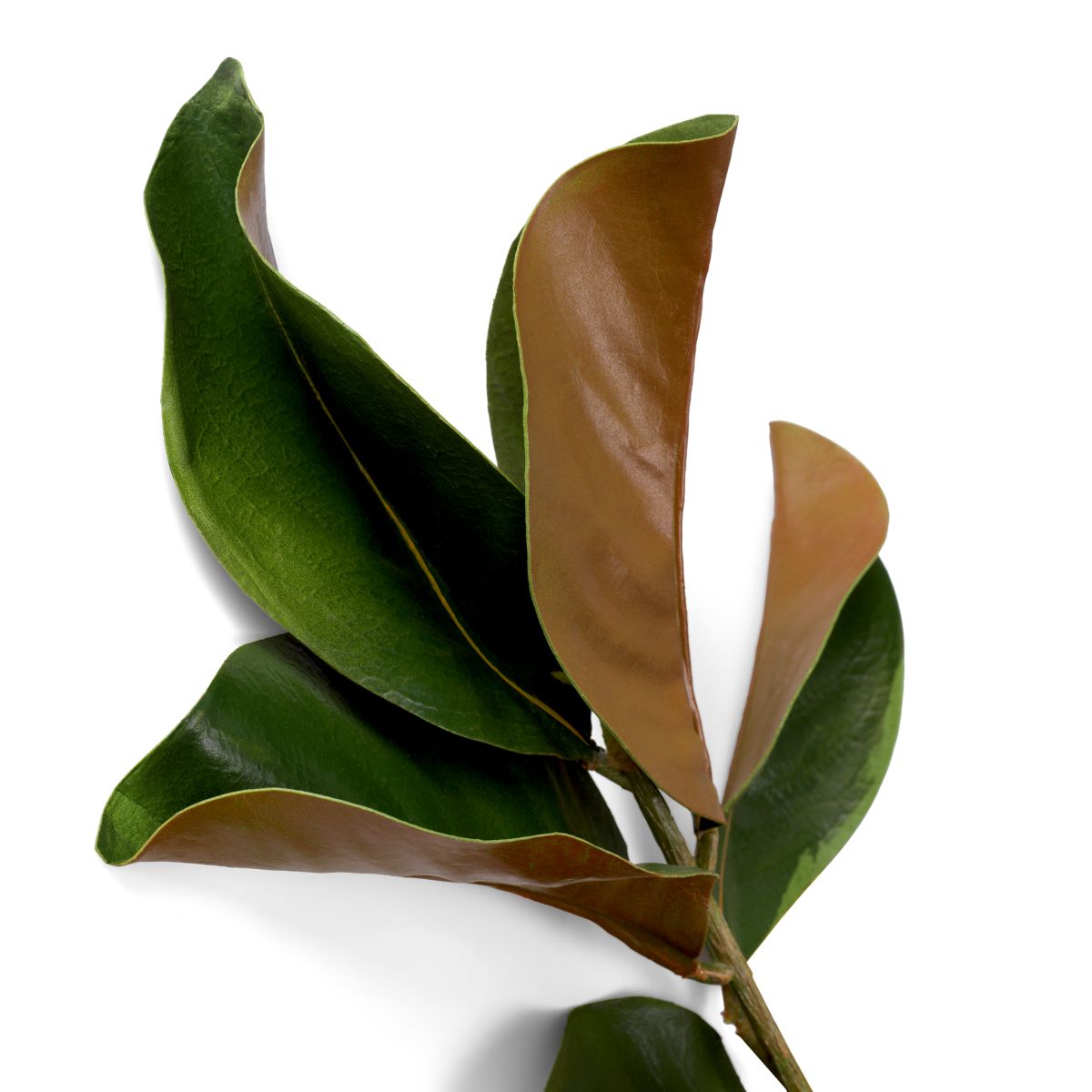 Bundle of Magnolia Leaves - 24 pcs - Green & Brown