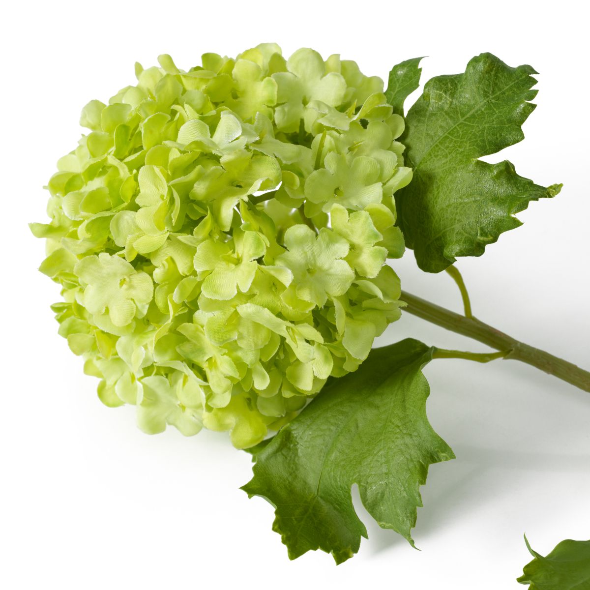 Bouquet of Hydrangeas - Green