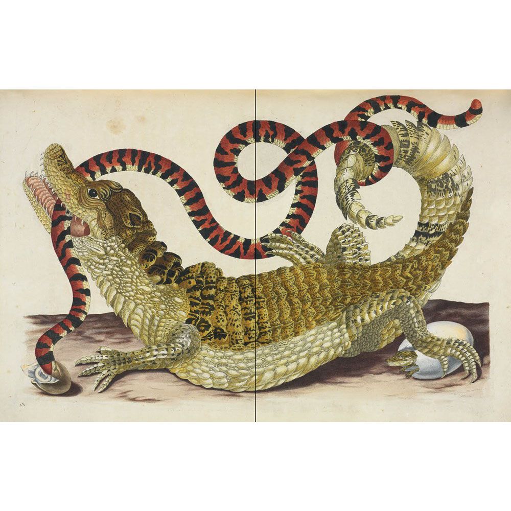 Affinities: A Journey Through Images from The Public Domain Review