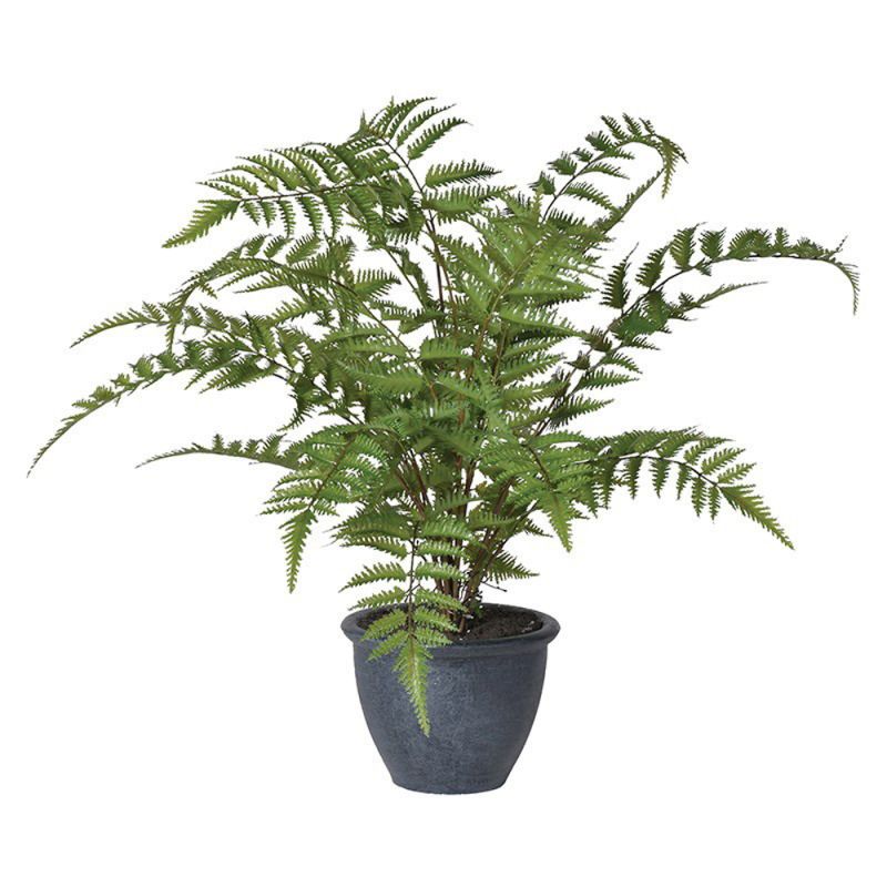 green bracken fern bush with round, grey pot