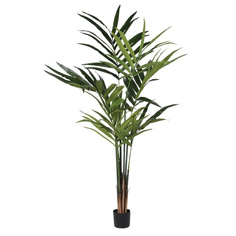 Kentia Palm Tree