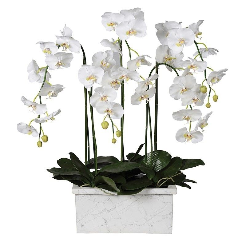 Orchid in Rectangular Planter