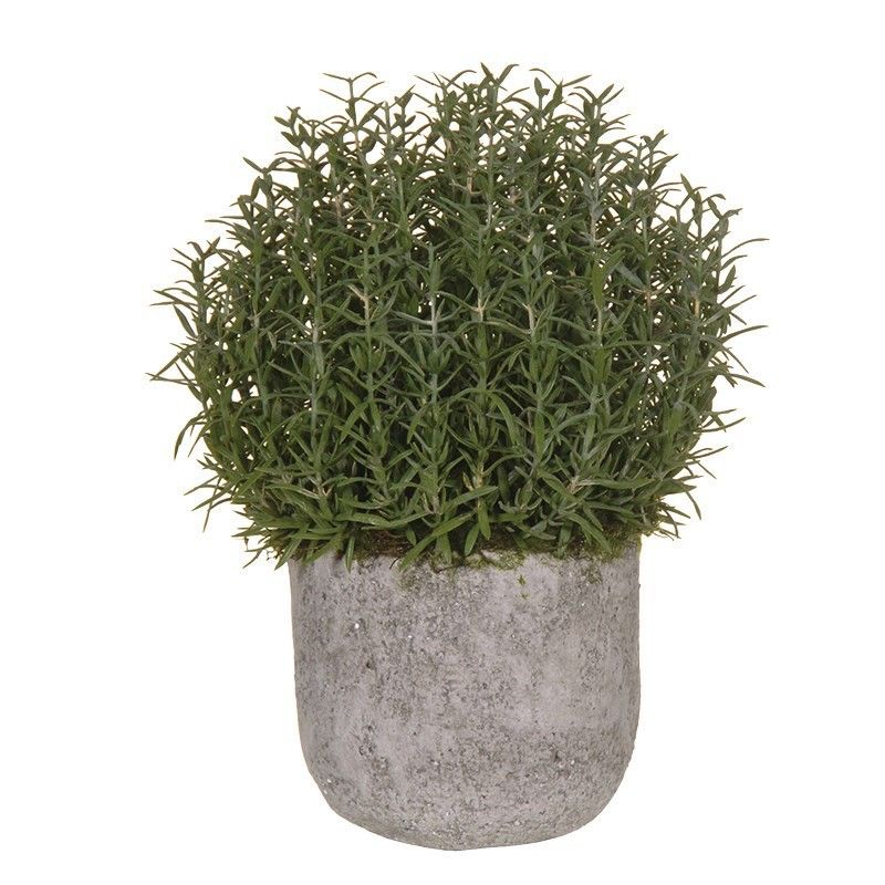 Natural Rosemary Bush Ball In Grey Cement Pot