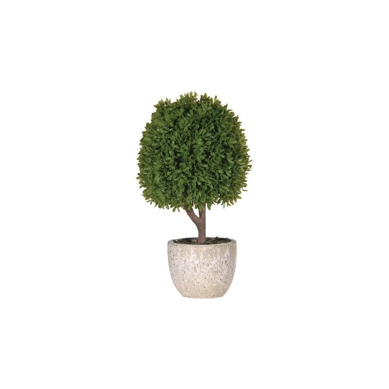 Green Miniature Boxwood