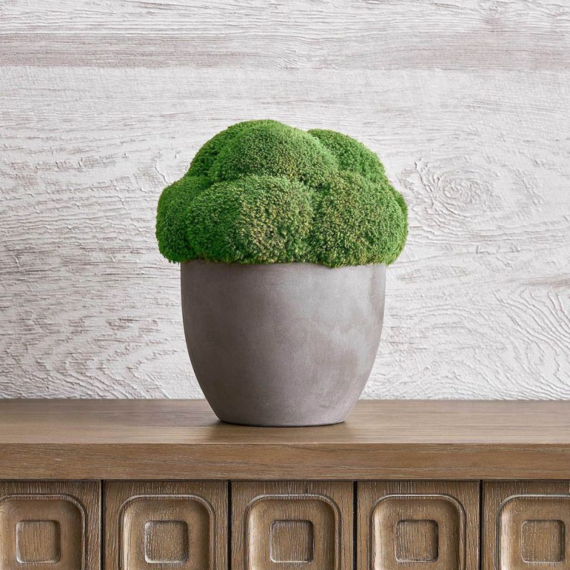 decorative moss plant in concrete pot