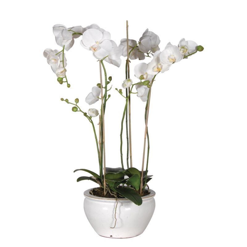 White Small Orchid in Pot