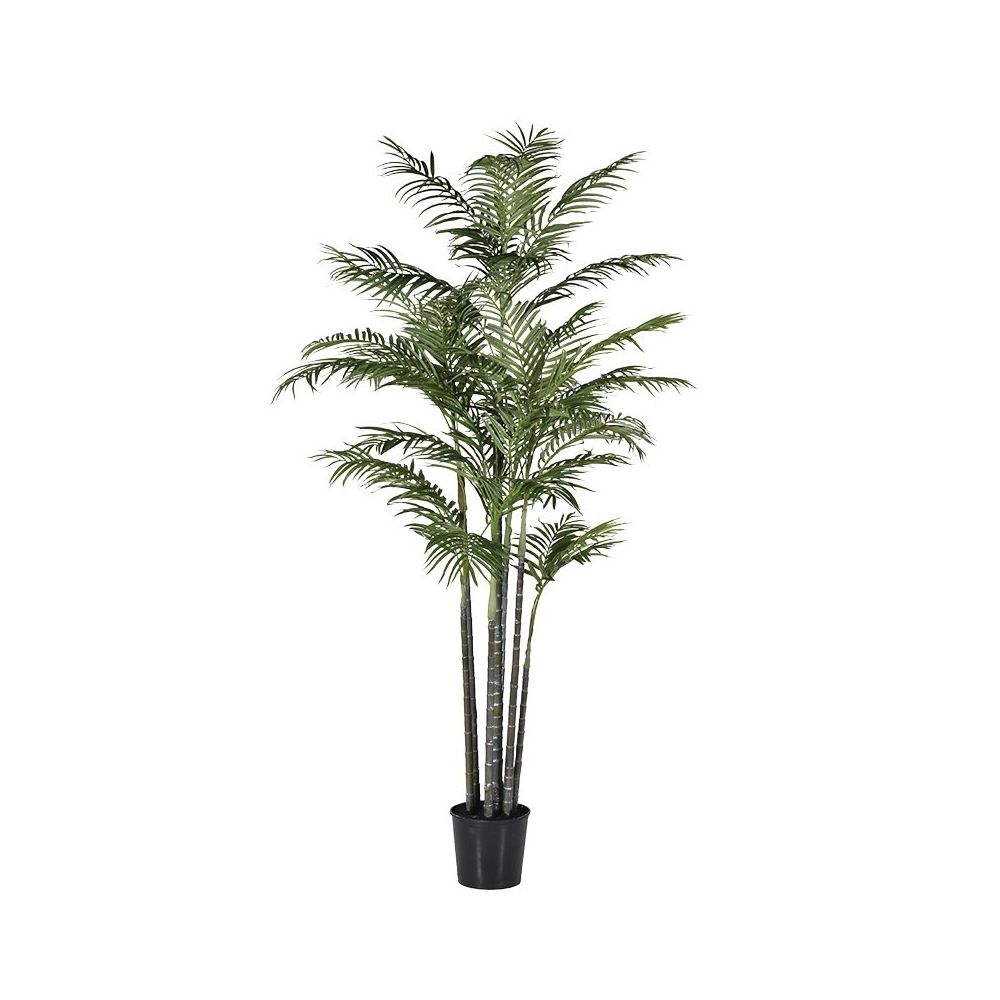 Extra large potted Areca palm