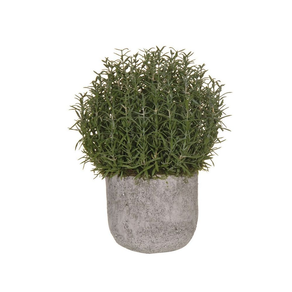 Natural Rosemary Bush Ball In Grey Cement Pot
