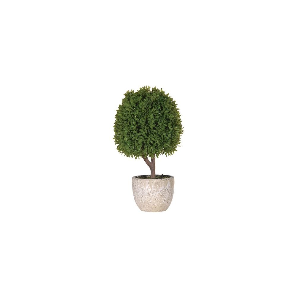 Green Miniature Boxwood