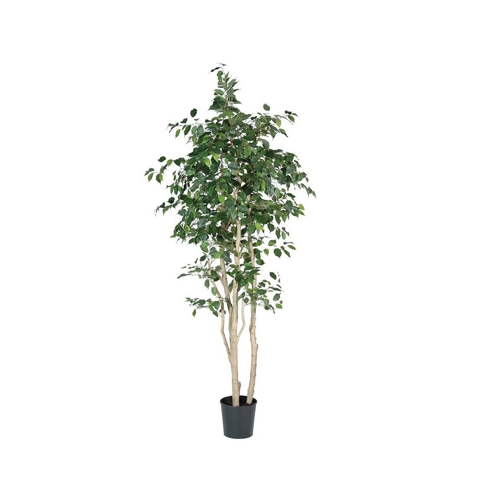 A multi-stemmed ficus tree in a black plastic pot