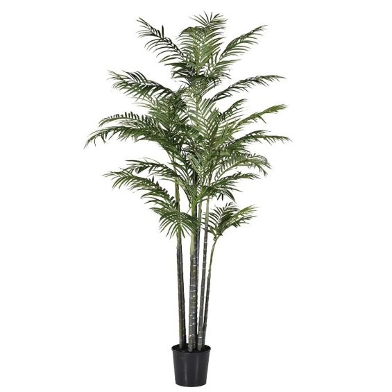 Extra large potted Areca palm