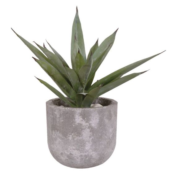 Aloe Vera Plant In Stone Pot