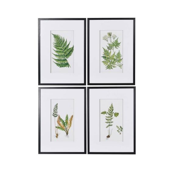 four botanical fern prints with black frames 