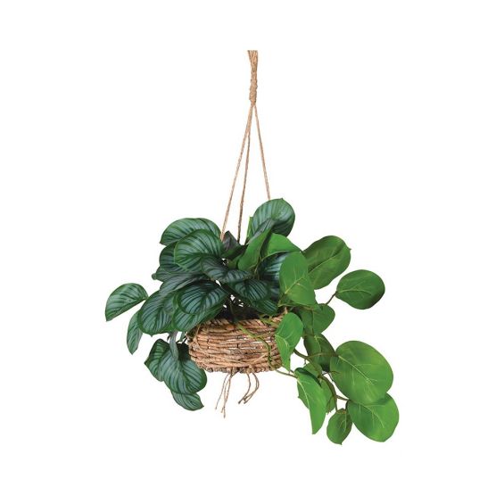 A beautiful biophilic hanging plant with a natural wicker basket