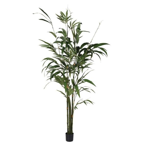 Bamboo Plant - Large