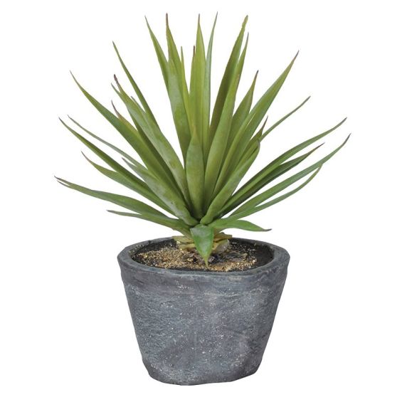 Potted Air Plant