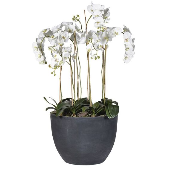 White Orchids In Stone Pot