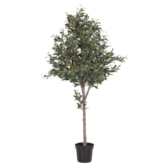 Large Olive Tree 