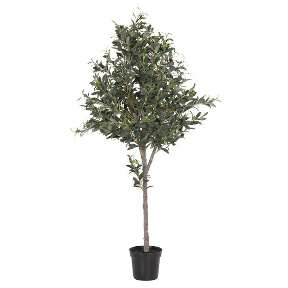 Large Olive Tree