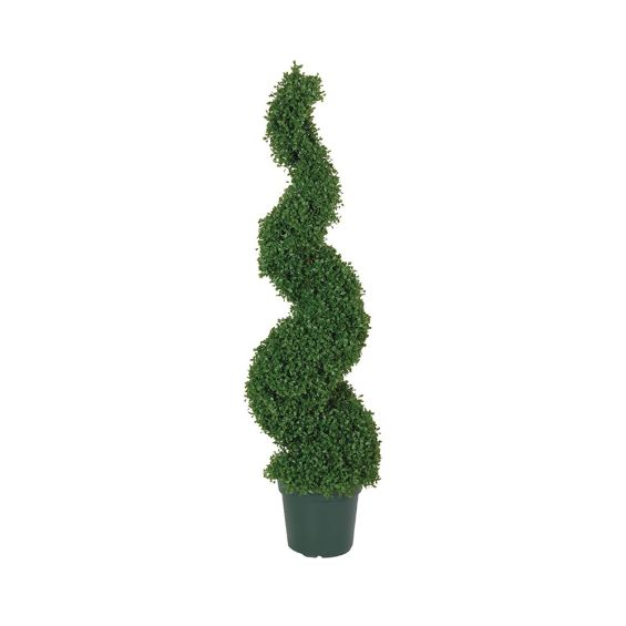 Spiral box topiary in a green plastic pot