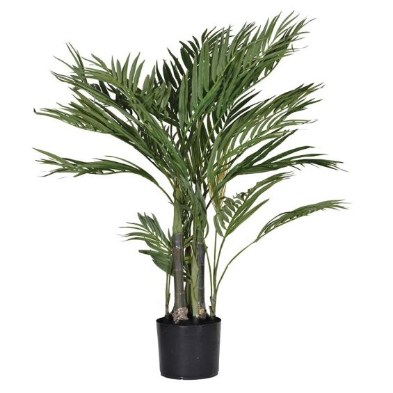 Areca Palm - Small