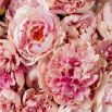 Add a touch of soft elegance to your home with this exquisite Bouquet of Peonies in delicate pink tones - 48 pieces.