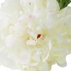 Infuse your décor with timeless sophistication with this stunning Bouquet of white peonies - 48 pieces.
