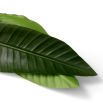 Bundle of Strelitzia Leaves - 36 pcs - Green