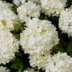 Real Touch Bouquet of Hydrangeas - 36 pcs - White