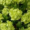 The Snowball Green Hydrangeas Bouquet features 36 lifelike blooms in soft green tones, adding serene, lasting elegance to any space.