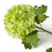 The Snowball Green Hydrangeas Bouquet features 36 lifelike blooms in soft green tones, adding serene, lasting elegance to any space.