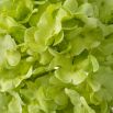 The Snowball Green Hydrangeas Bouquet features 36 lifelike blooms in soft green tones, adding serene, lasting elegance to any space.