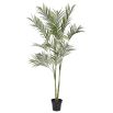 Large potted Areca palm