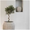 Cleia Planter - S