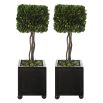 Small artificial box tree with black container