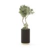 Elegant tall planted with dazzling gold base accent