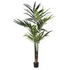 Kentia Palm Tree