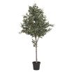 Large Olive Tree