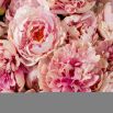 Bouquet of Peonies - Soft Pink
